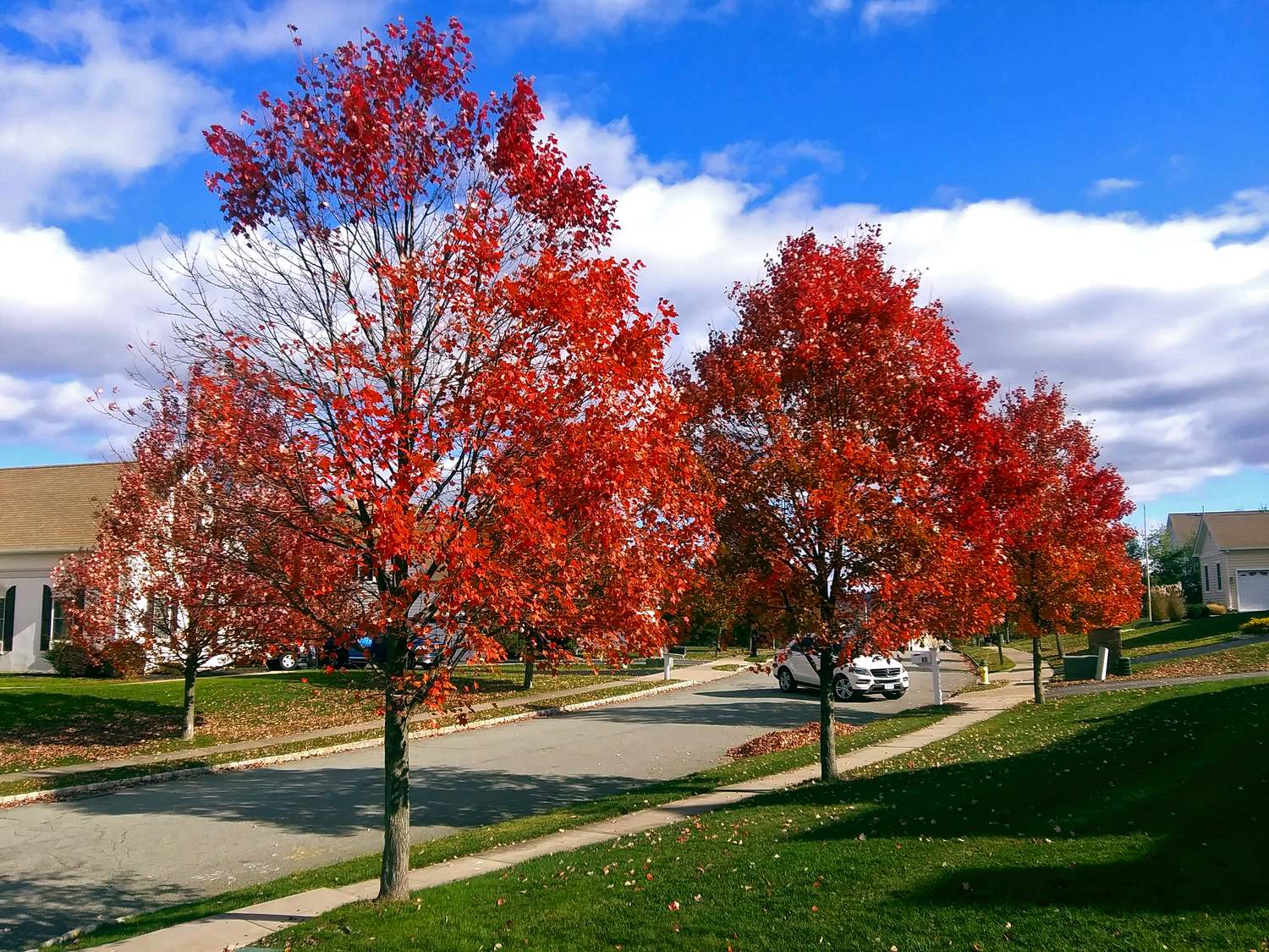 Red maples in full autumn colour lining a quiet curving suburban street with lawns and sidewalks under a blue sky